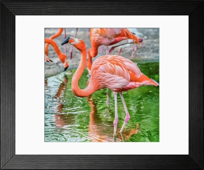 Framed Print : Florida, Davie, Flamingo Gardens (west of Fort Lauderdale) Framed Print : Florida, Davie, Flamingo Gardens (west of Fort Lauderdale)