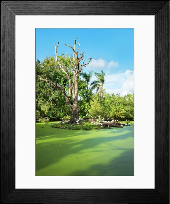 Framed Print : Florida, Davie, Flamingo Gardens (west of Fort Lauderdale) Framed Print : Florida, Davie, Flamingo Gardens (west of Fort Lauderdale)