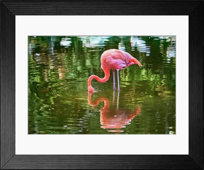 Framed Print : Florida, Davie, Flamingo Gardens (west of Fort Lauderdale) Framed Print : Florida, Davie, Flamingo Gardens (west of Fort Lauderdale)