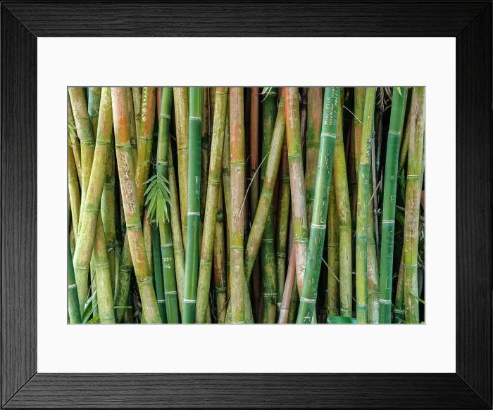 Framed Print : Florida, West Palm Beach, Mounts Botanical Garden, Bamboo Framed Print : Florida, West Palm Beach, Mounts Botanical Garden, Bamboo