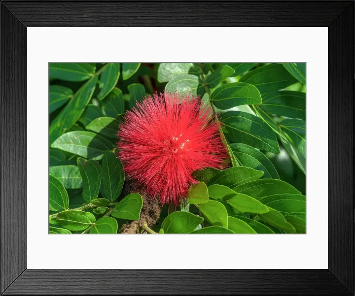 Framed Print : Florida, West Palm Beach, Mounts Botanical Garden, flowering plant called Calliandra haematocephala Framed Print : Florida, West Palm Beach, Mounts Botanical Garden, flowering plant called Calliandra haematocephala