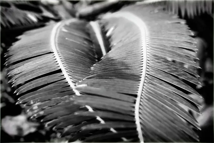 Framed Print : 2 plant fronds forming a heart Framed Print : 2 plant fronds forming a heart