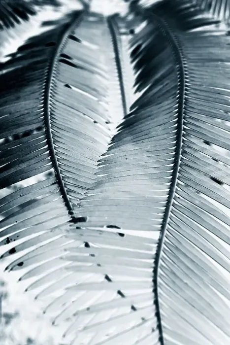 Framed Print : 2 plant fronds forming a heart Framed Print : 2 plant fronds forming a heart