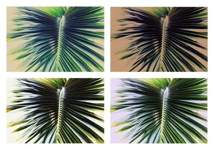 Framed Print : Detail of 4 different shades of palm fronds Framed Print : Detail of 4 different shades of palm fronds