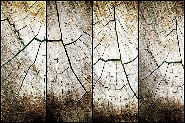 4 panel cross section of tree cut