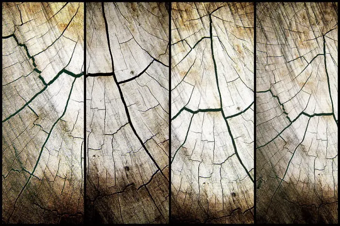 Framed Print : 4 panel cross section of tree cut