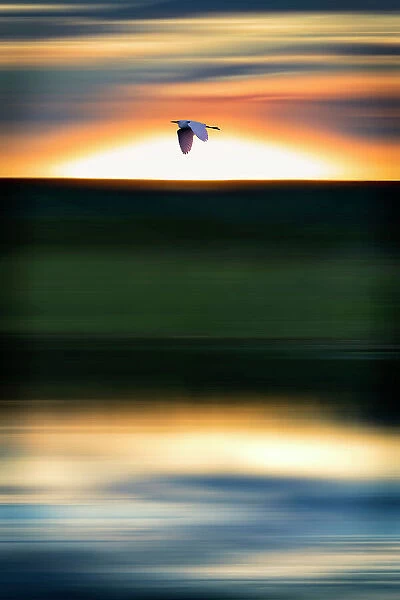 Abstract of bird flying at sunset