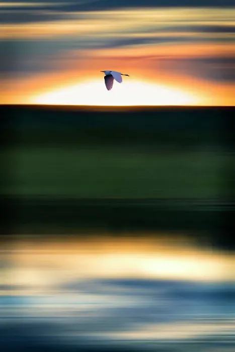 Framed Print : Abstract of bird flying at sunset Framed Print : Abstract of bird flying at sunset
