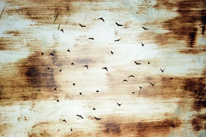 Framed Print : Abstract of birds in flight Framed Print : Abstract of birds in flight