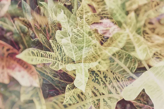 Framed Print : Abstract of Croton plant Framed Print : Abstract of Croton plant