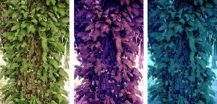 Framed Print : Abstract of three different color versions of a tree trunk