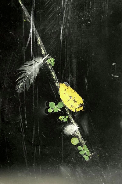 Abstract of a floating branch, feather, and leaf