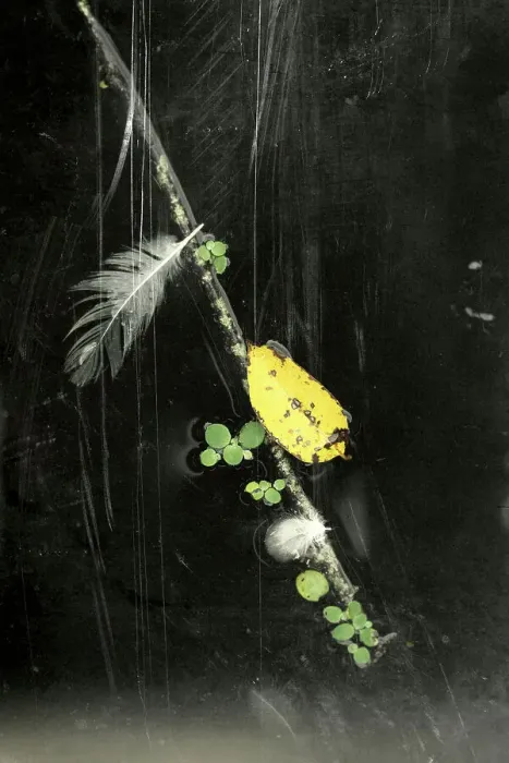 Framed Print : Abstract of a floating branch, feather, and leaf
