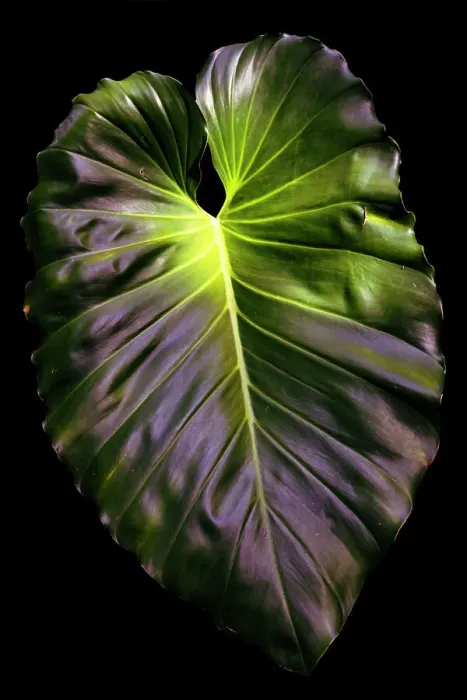 Framed Print : Abstract of giant green leaf Framed Print : Abstract of giant green leaf