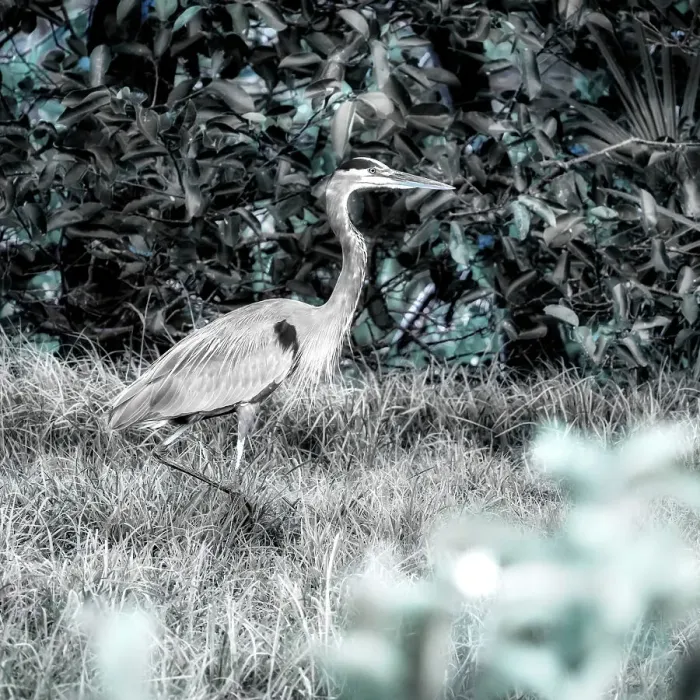 Framed Print : Abstract of Great Blue Heron