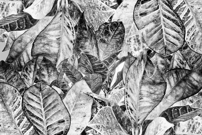 Framed Print : Abstract of leaves