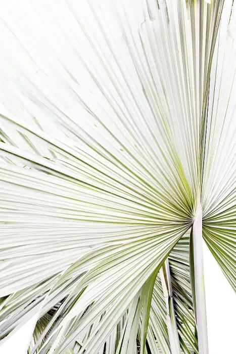 Framed Print : Abstract of palm frond Framed Print : Abstract of palm frond