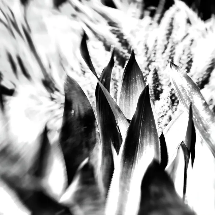 Framed Print : Abstract of a plant