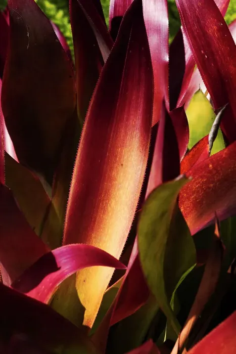 Framed Print : Abstract of a red plant