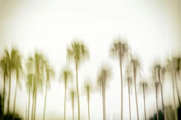 Framed Print : Abstract of row of palm trees Framed Print : Abstract of row of palm trees