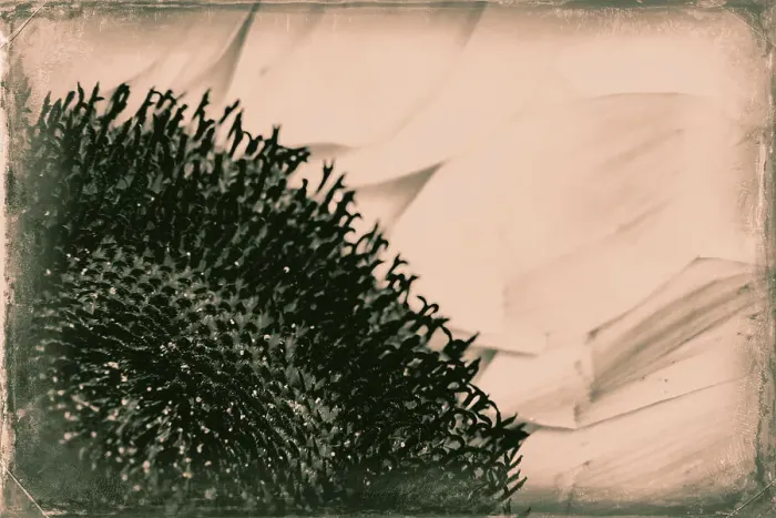 Framed Print : Abstract of sunflower Framed Print : Abstract of sunflower