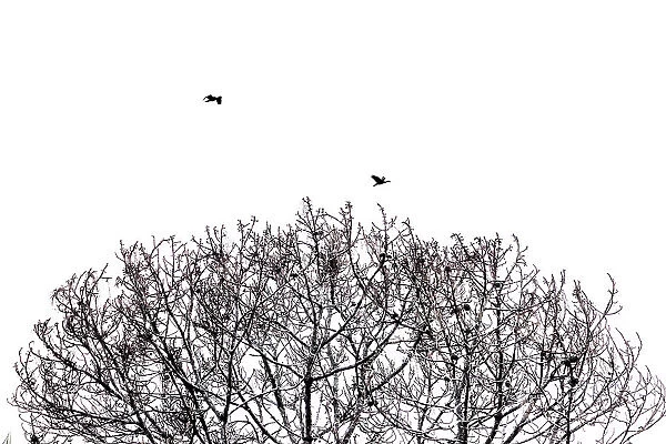 Abstract of tree branches and birds
