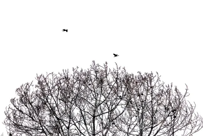 Framed Print : Abstract of tree branches and birds Framed Print : Abstract of tree branches and birds