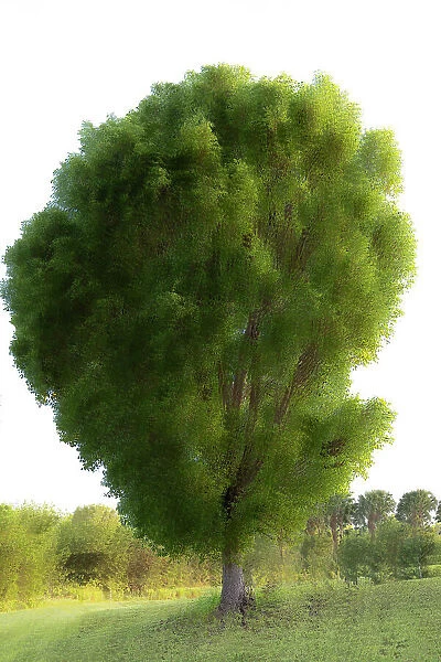 Abstract of tree in the middle of a field