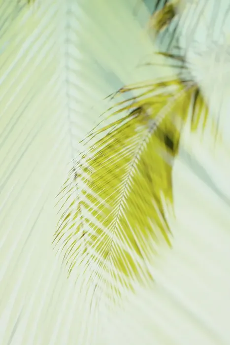 Framed Print : Abstract of tropical hanging palm Framed Print : Abstract of tropical hanging palm
