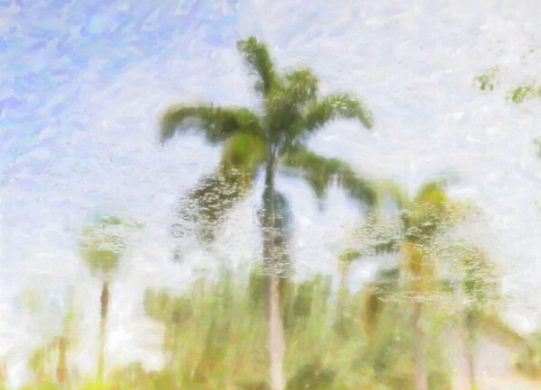 Abstract of tropical palm tree reflecting over water