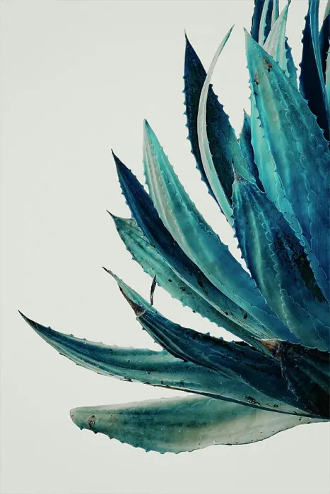 Framed Print : Detail of aloe plant