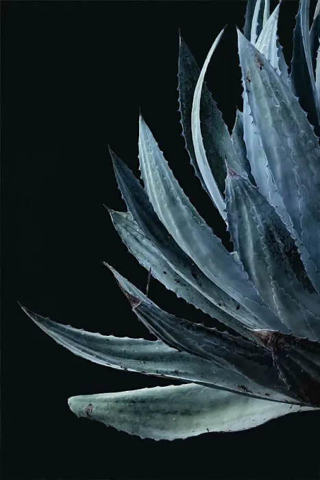 Framed Print : Detail of aloe plant Framed Print : Detail of aloe plant