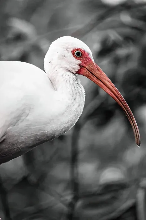 Framed Print : American White Ibis Framed Print : American White Ibis