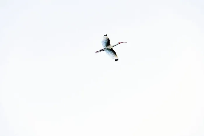 Framed Print : American white ibis in flight Framed Print : American white ibis in flight