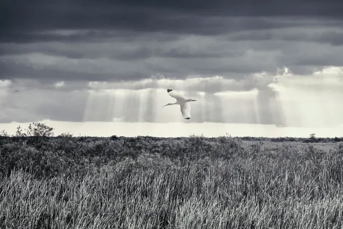 Framed Print : American White Ibis flying over the Everglades Framed Print : American White Ibis flying over the Everglades