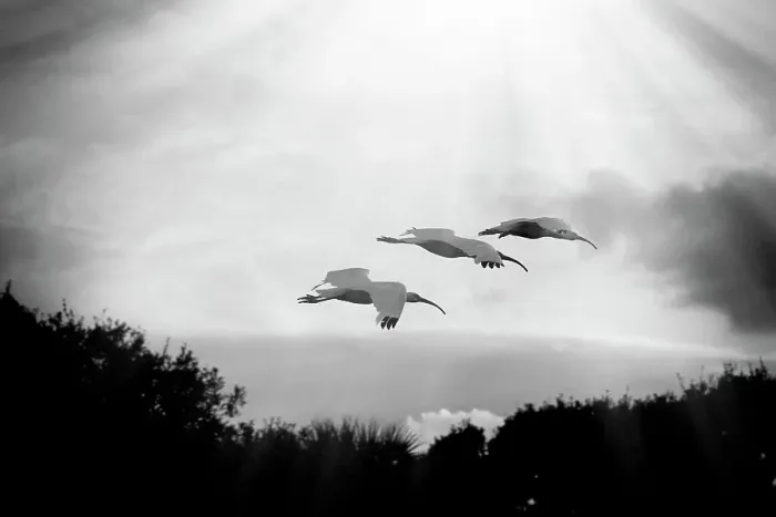 Framed Print : American white ibises in flight Framed Print : American white ibises in flight