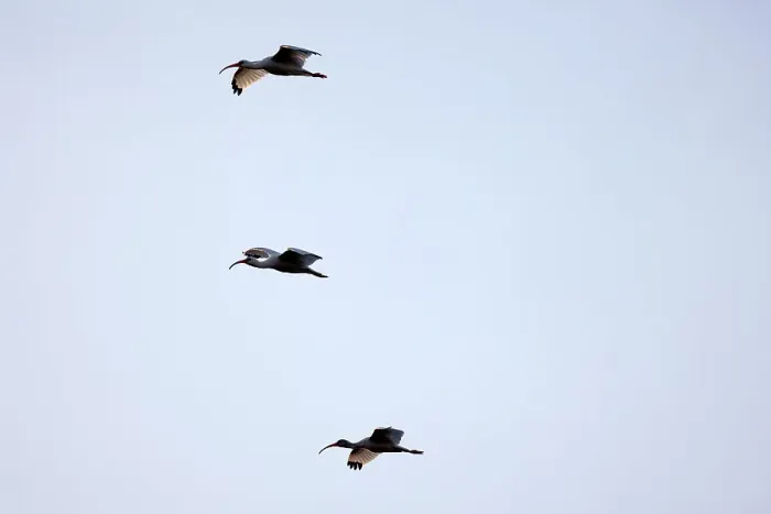 Framed Print : Three American White Ibises in flight