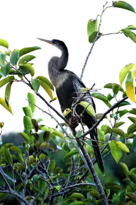 Framed Print : Anhinga perched on tree branch