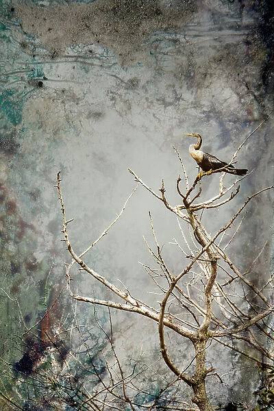 Anhinga water bird on tree branch
