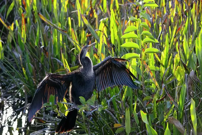Framed Print : Anhinga with wings spread apart