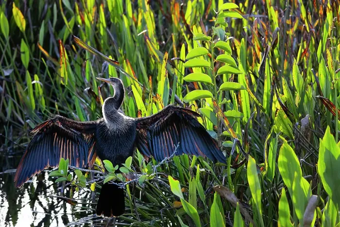 Framed Print : Anhinga with wings spread apart