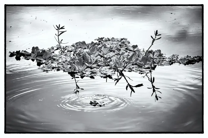 Framed Print : Aquatic plant floating in water Framed Print : Aquatic plant floating in water