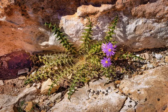 Framed Print : Arizona, Grand Canyon National Park, wildflower Framed Print : Arizona, Grand Canyon National Park, wildflower