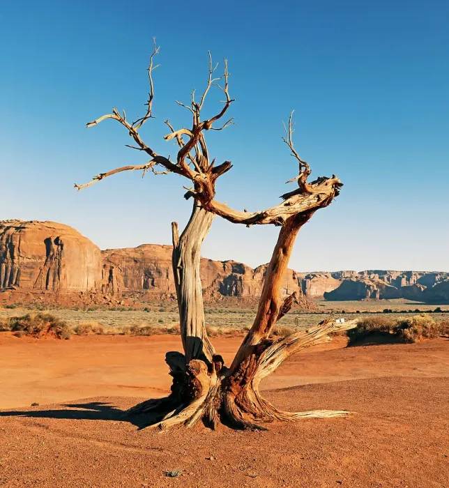 Framed Print : Arizona, Monument Valley, Sand Stone Rocks and bare tree Framed Print : Arizona, Monument Valley, Sand Stone Rocks and bare tree