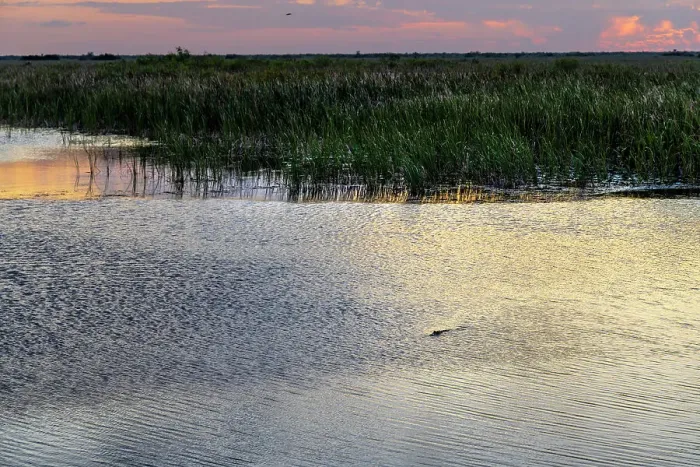 Framed Print : Arthur R. Marshall Loxahatchee National Wildlife Refuge with alligator at sunset