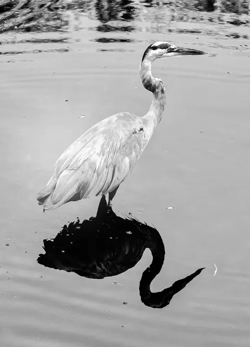 Framed Print : Artistic portrait of the Great Blue Heron Framed Print : Artistic portrait of the Great Blue Heron