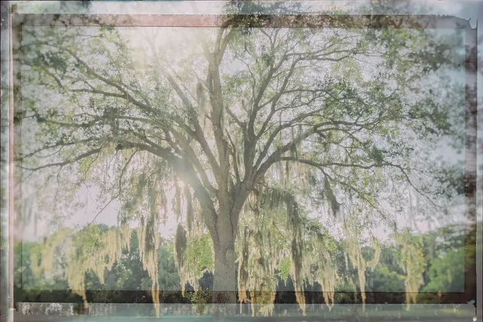 Framed Print : Artistic shot of tree with Spanish Moss Framed Print : Artistic shot of tree with Spanish Moss
