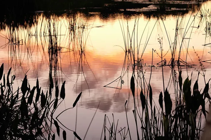 Framed Print : Artistic shot of wetlands Framed Print : Artistic shot of wetlands