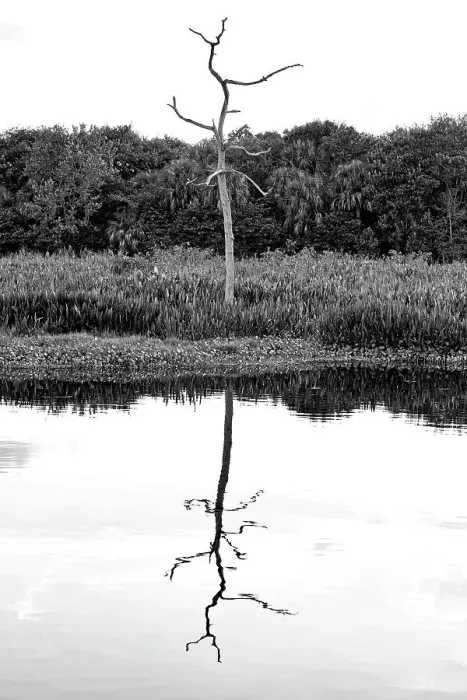 Framed Print : Artistic view of bare tree reflecting over water Framed Print : Artistic view of bare tree reflecting over water