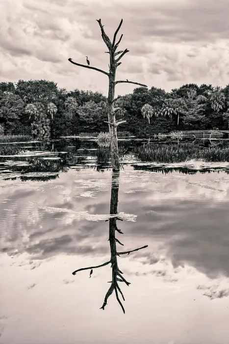 Framed Print : Artistic view of bare tree reflecting over water Framed Print : Artistic view of bare tree reflecting over water